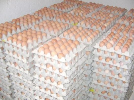 28 de mii de găini, sacrificate politic la ferma primarului Matei